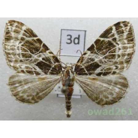 Eustroma reticulata (Denis & Schiffermüller, 1775) Czech3d